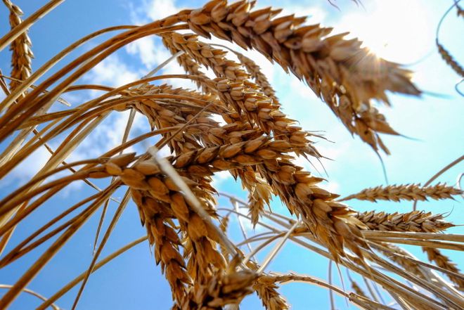全球粮价飙升，依赖进口的日本逾万种食品涨价 农民减少水稻改种小麦