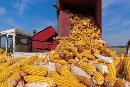6元一根“新东方”玉米，农民能赚多少？