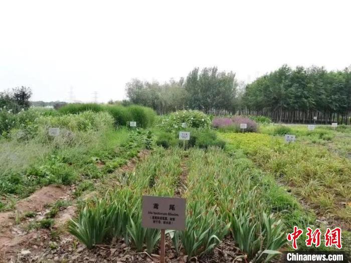 京津冀盐碱地生态植被修复研究取得新进展