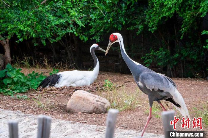 齐齐哈尔龙沙动植物园：丹顶鹤与白枕鹤产下“混血蛋”