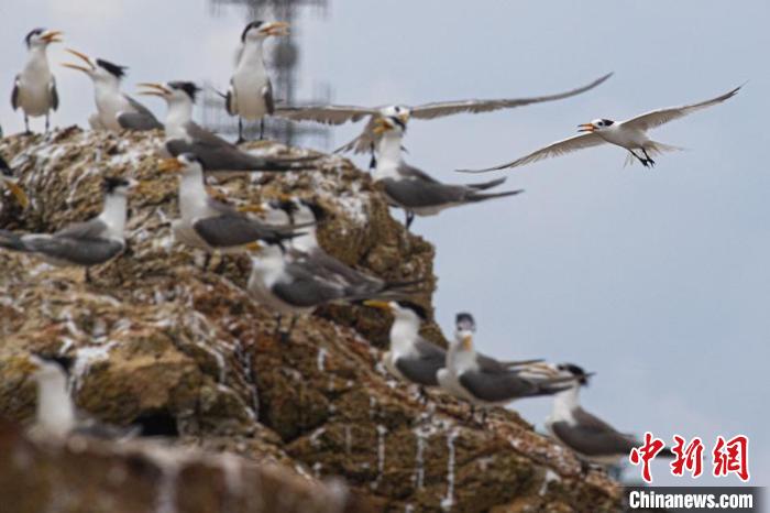 浙江“千岛之城”护鸟记：海岛生态保护杜绝纸上谈兵