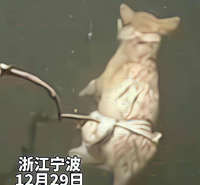 浙江一小狗被捆绑四肢和嘴扔河里淹死，网友：吃狗肉都比这个强 